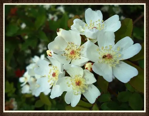 路边的野花[七里香]