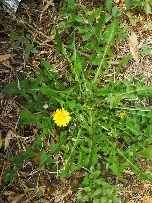 蒲公英别称:华花郎,蒲公草,食用蒲公英,尿床草,西洋蒲公英,婆婆丁