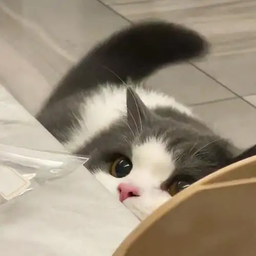 猫咪头像 - 堆糖,美图壁纸兴趣社区