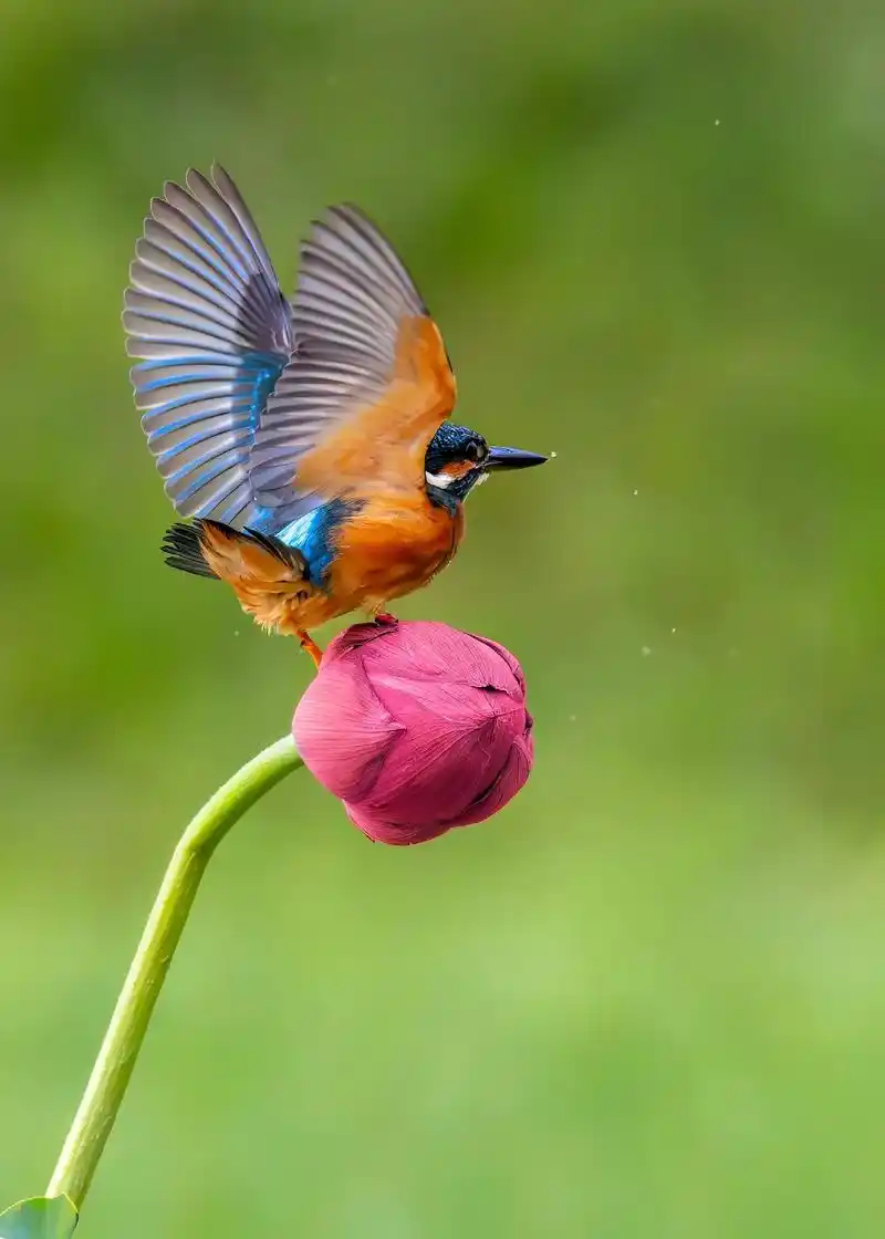 翠鸟荷花图.#一起享受大自然的美 #静享时光 #捕捉身边的美 - 抖音