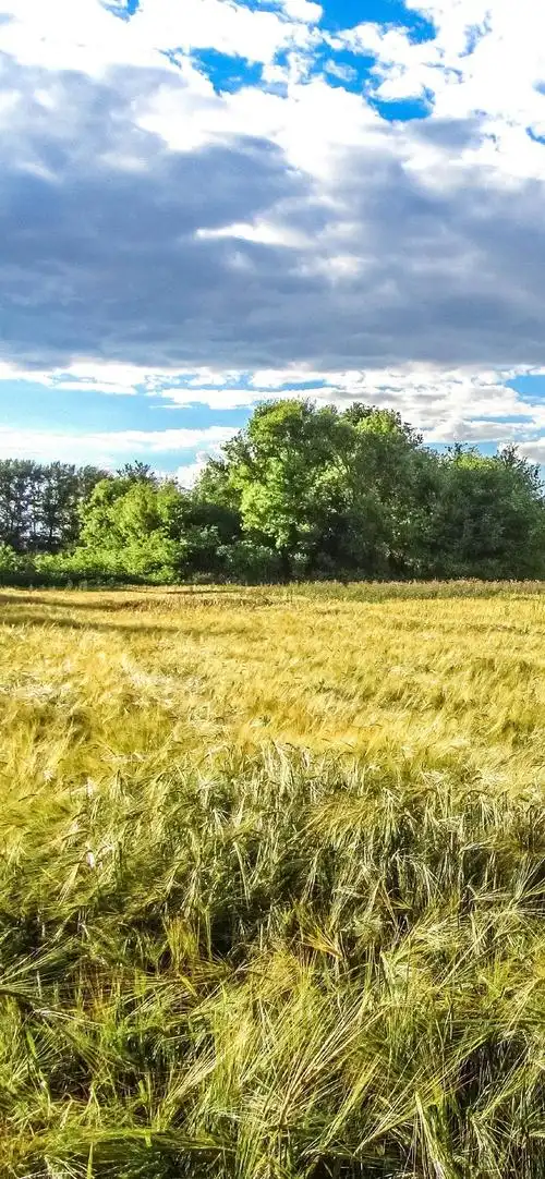 美丽麦田风光摄影高清手机壁纸_风景_手机壁纸下载_美桌网