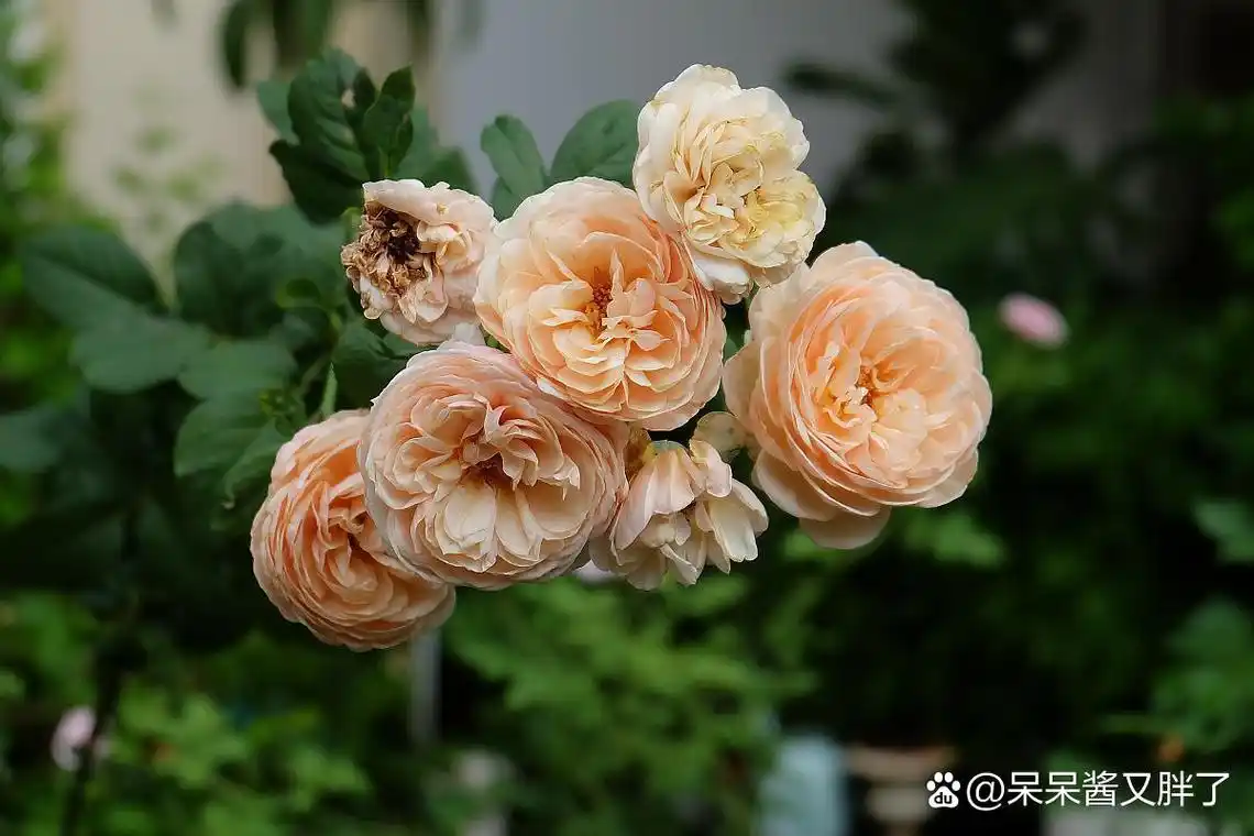 它的名称来源于基督教传说中的大天使加百列