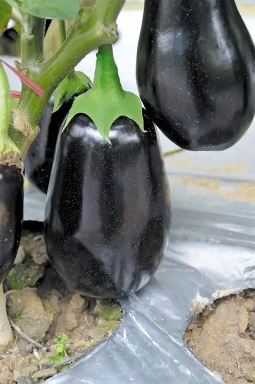 高品质紫黑茄及绿萼片茄子