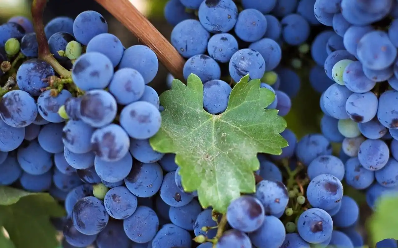 新鲜水果葡萄高清电脑桌面主题壁纸下载(一)