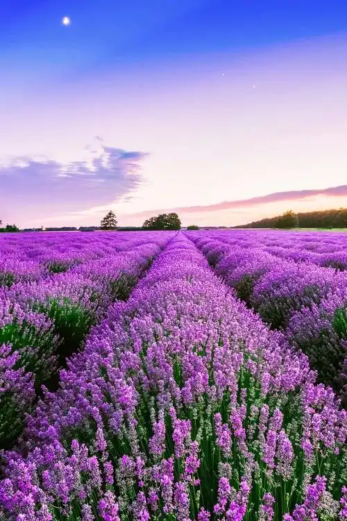 去普罗旺斯看薰衣草新疆这条800公里的风景画廊才是全世界最美的地方