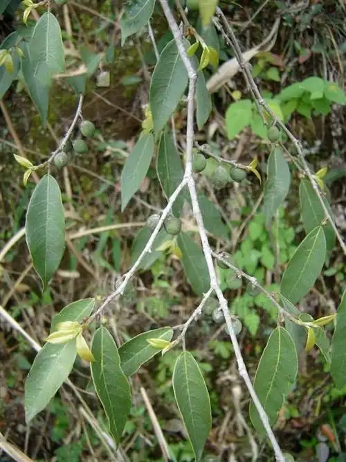 风藤,见过吗?能祛风除湿,行气活血,消肿止痛