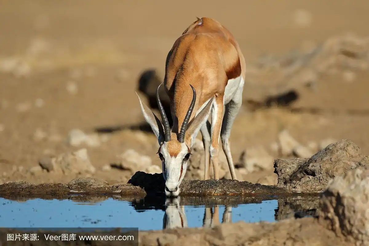 羚羊在喀拉哈里沙漠的一个水坑饮水