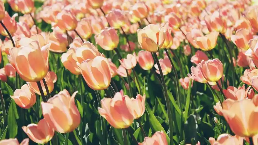 4k郁金香桌面壁纸214