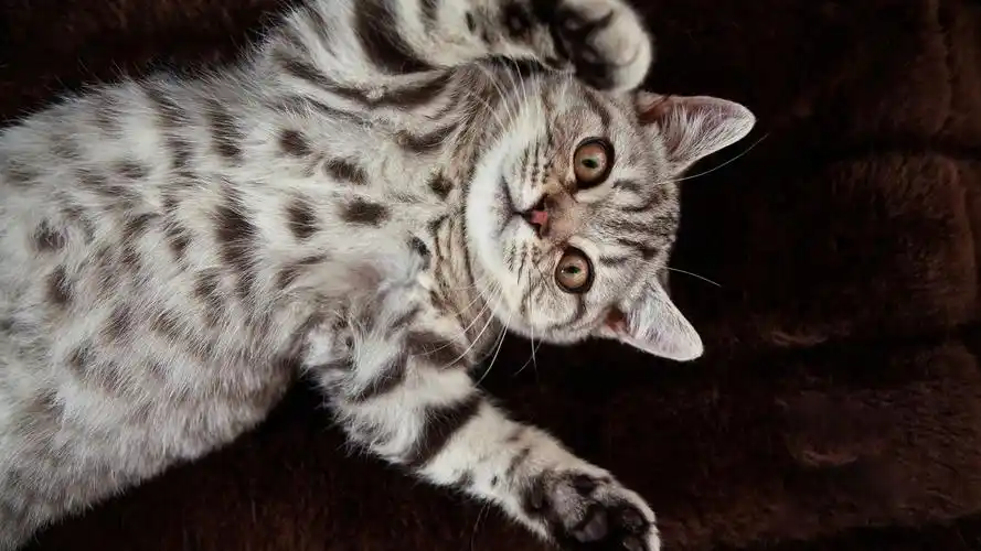 壁纸 英国短毛猫,可爱的猫 2560x1600 hd 高清壁纸, 图片, 照片