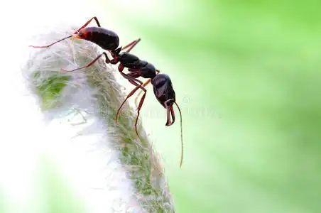 绿色植物上的一只强壮的蚂蚁照片