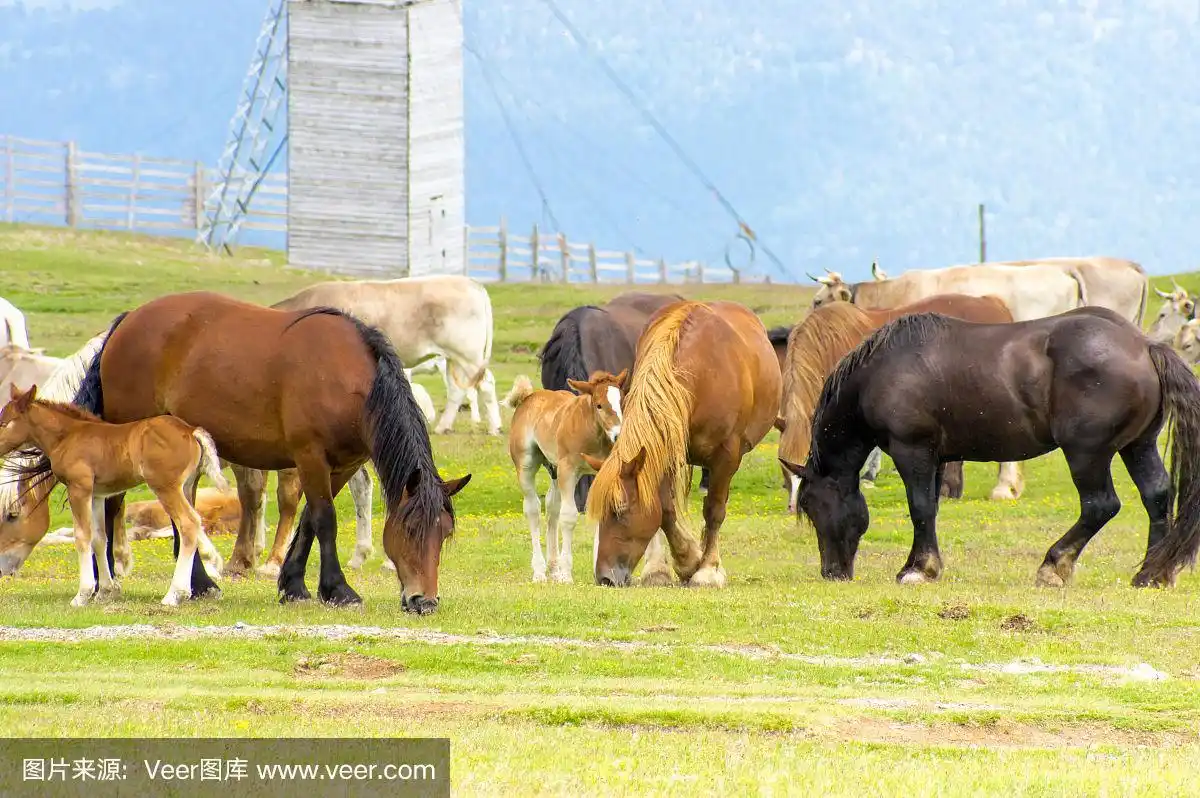 牧场的马和牛在山上