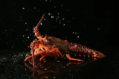 美食摄影丨一组生猛海鲜