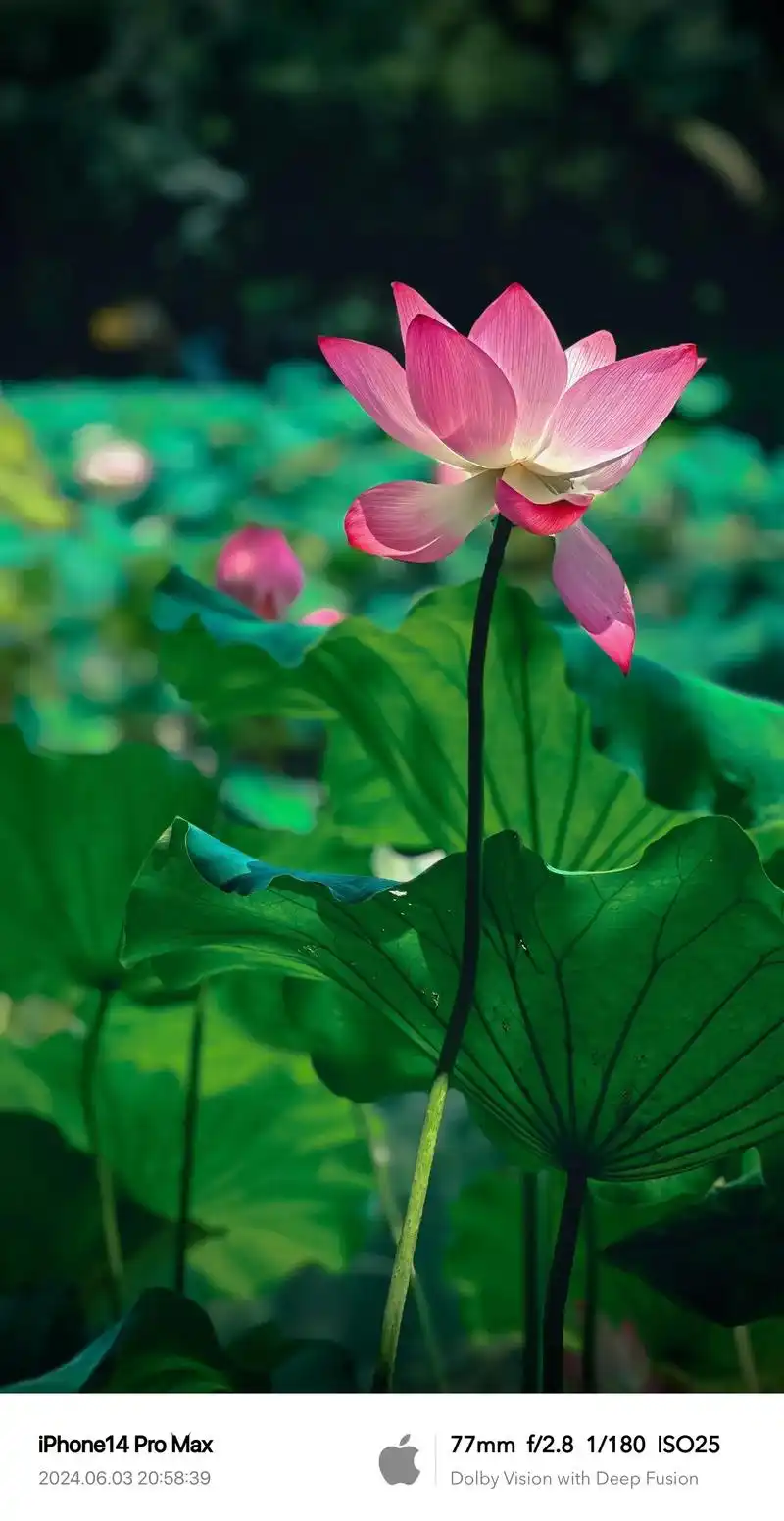 壁纸 花 桌面 1440_2794 竖版 竖屏 手机