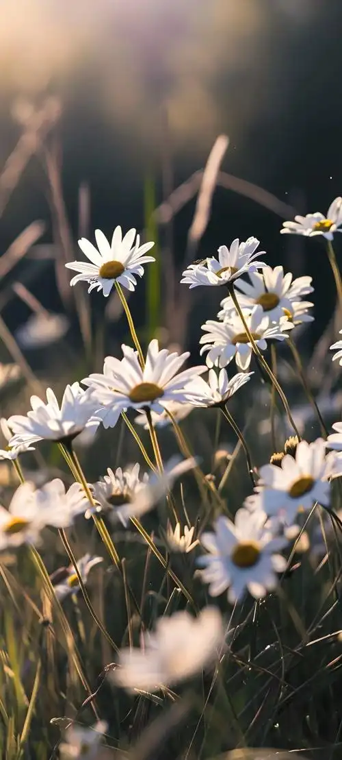 壁纸 花 桌面 1080_2395 竖版 竖屏 手机