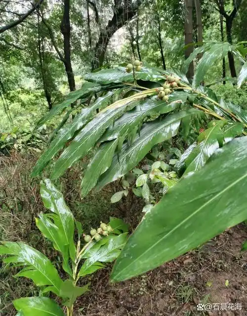 北方人看过来,南方人也不用回避因为南方人也没有几个认识这种植物.