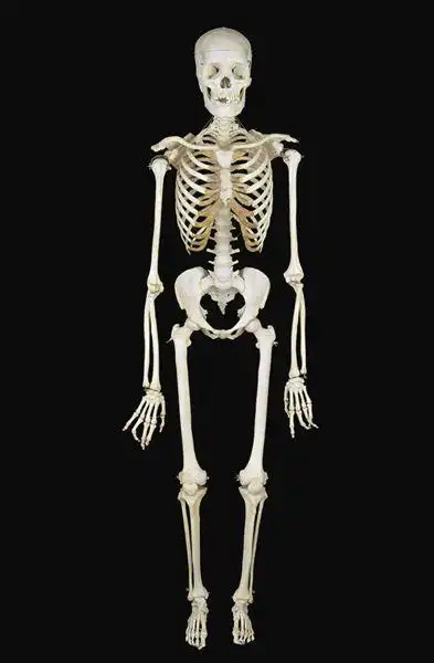 人体骨骼