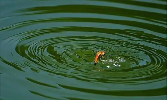 蜻蜓点水入荷塘