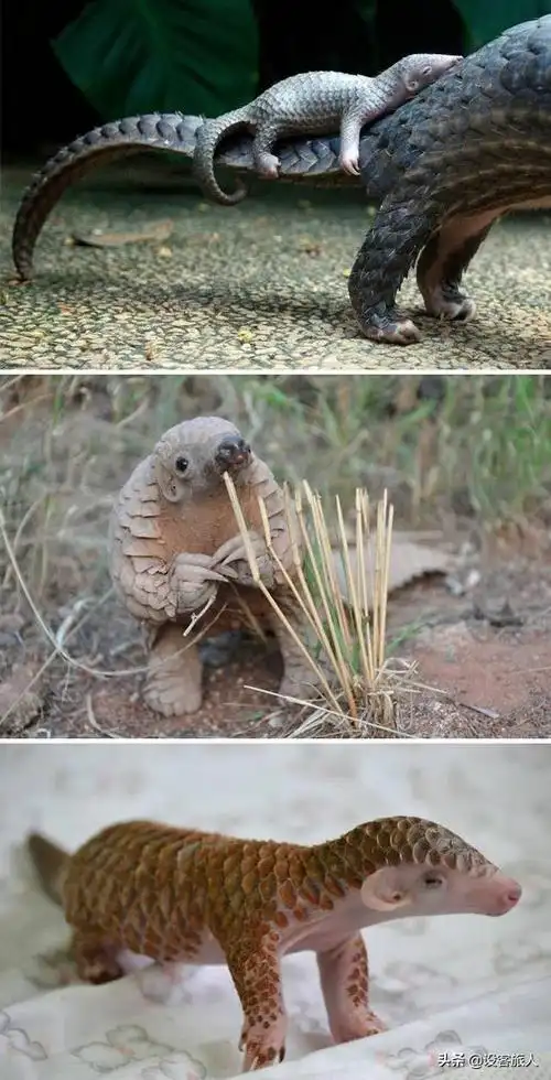 动物名字大全集 100种,小时候最可爱的动物?