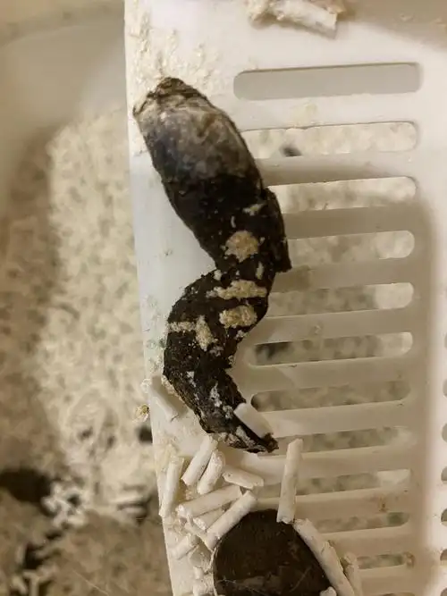 讨论有图猫屎一半黑黄一半白是什么情况