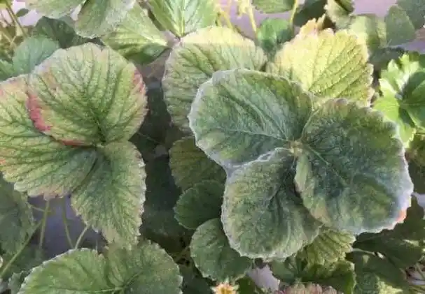 草莓红蜘蛛终极防治手册!