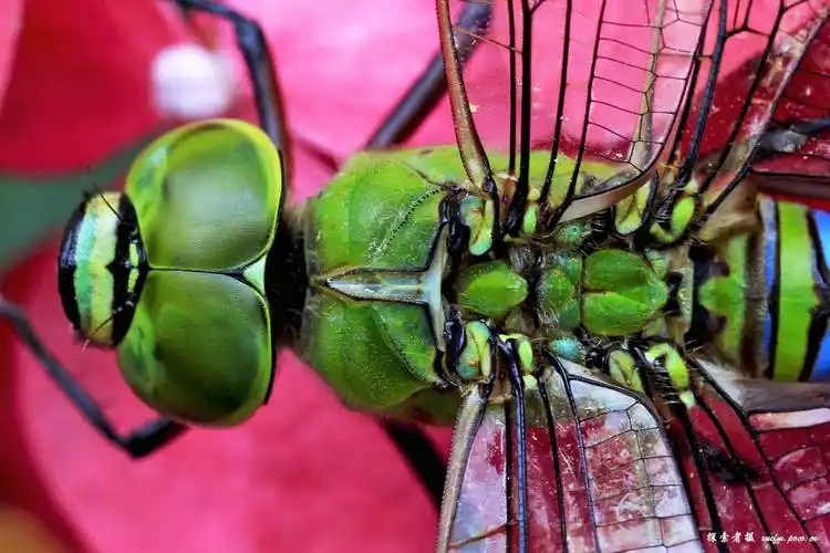 标题:绿蜻蜓(微距特写)