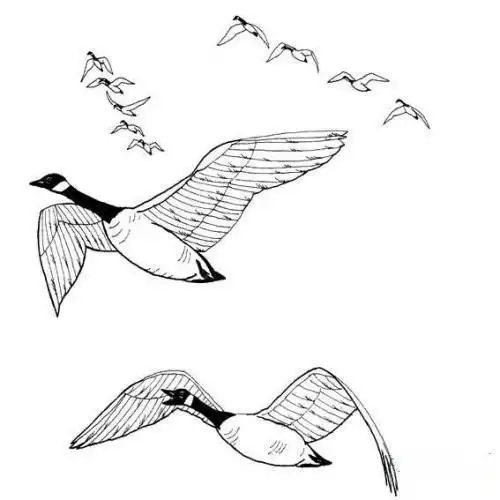 二年级大雁南飞手抄报二年级手抄报