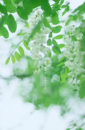 绿色系小清新手机壁纸