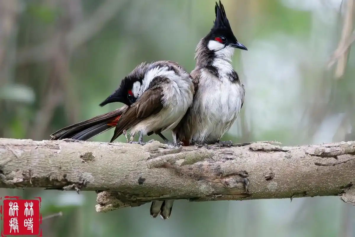 也叫高鸡冠,高冠鸟,高髻冠,黑头公,高髻郎等.头顶黑 - 抖音