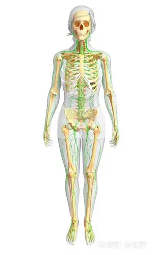 淋巴系统的女性骨架图稿