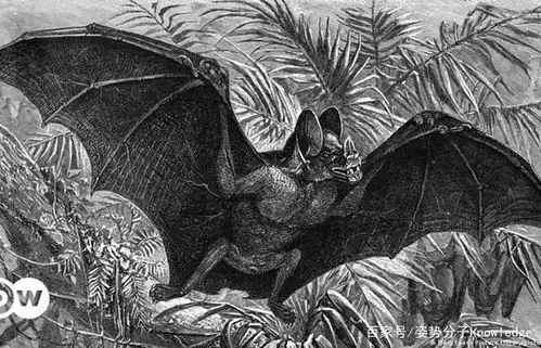 不过,如果你看到一只翼展达到了50厘米的巨型吸血蝙蝠,你会不会感到