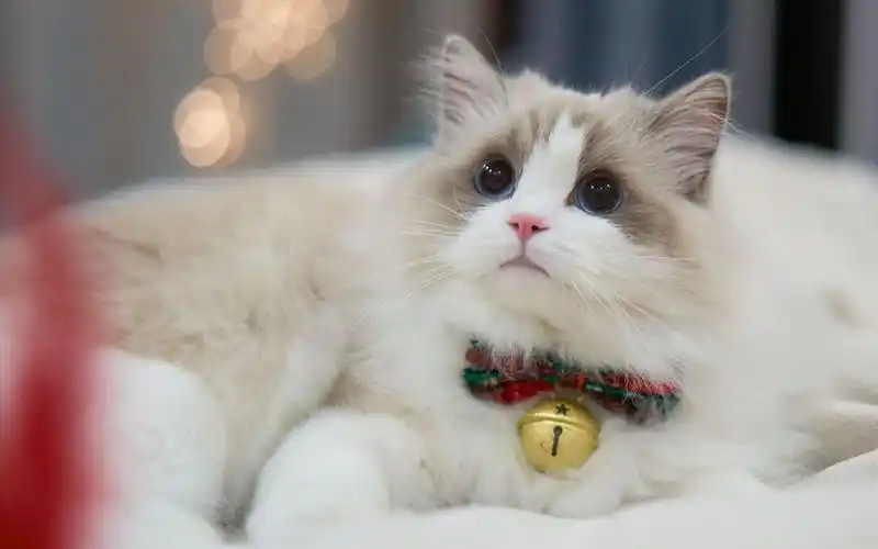 【布偶猫】叮~你的圣诞喵来了,请注意签收~_哔哩哔哩 (゜-゜)つロ