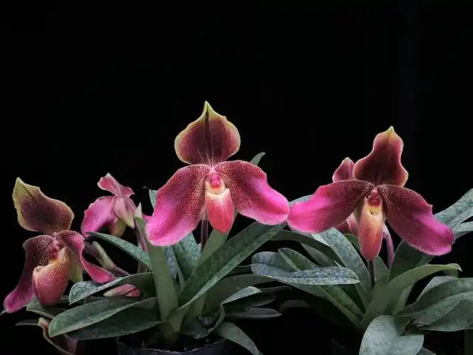 兜兰新品种滇原.夏锦