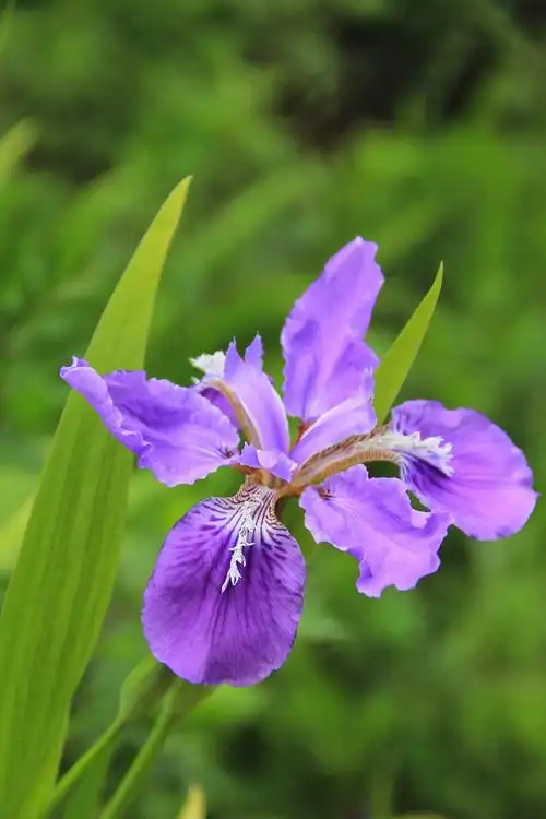 紫鸢别名蝴蝶花丨鸢尾花寓意爱意与吉祥属于一见倾心花卉系列自带仙气