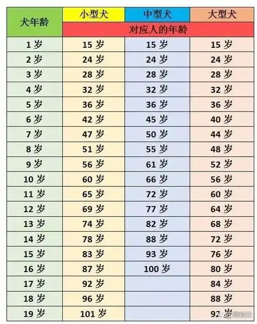 狗狗的年龄与人类相对年龄怎么换算?