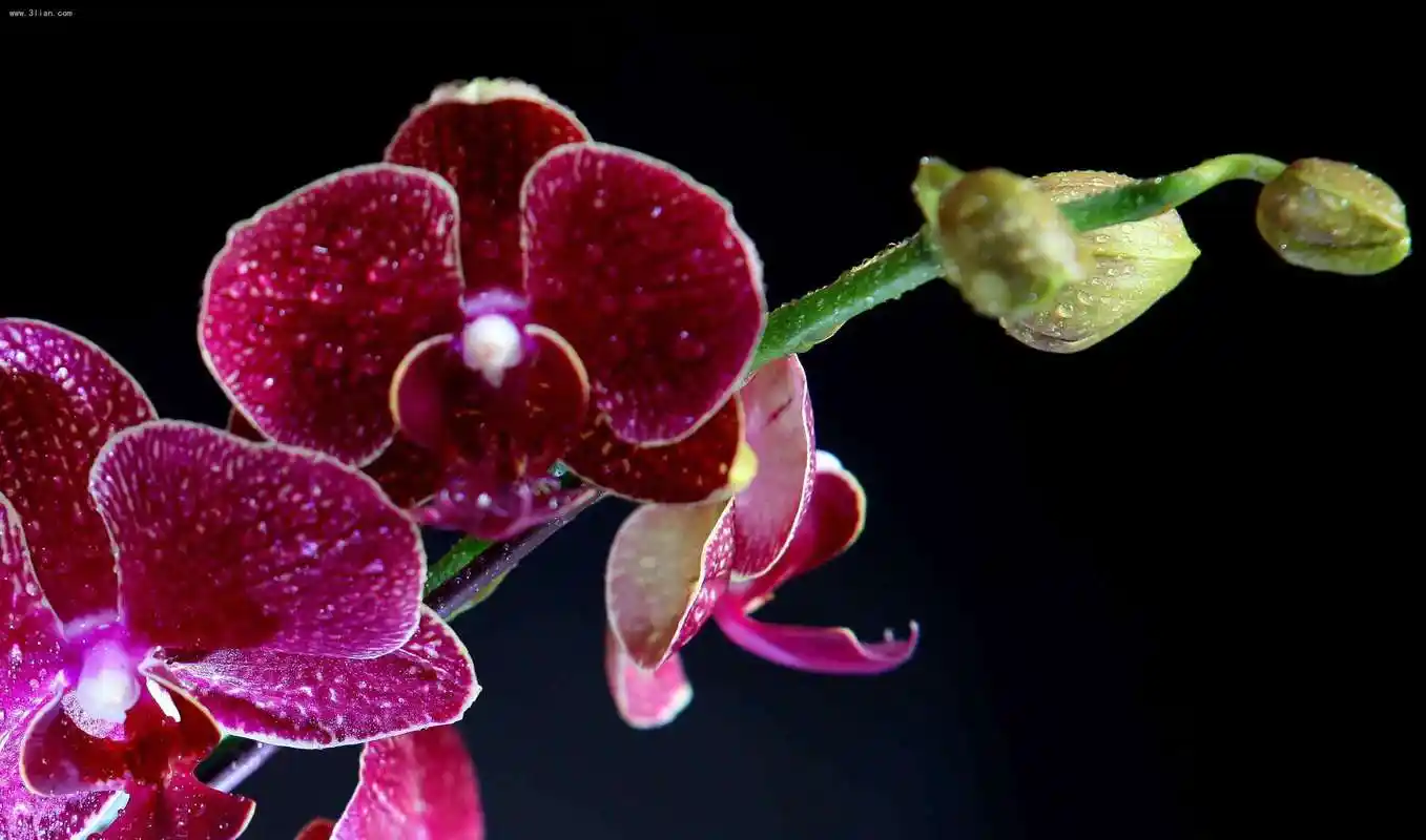 蝴蝶兰应该这么种植,才能够花朵鲜艳,给我们带来芳香的世界