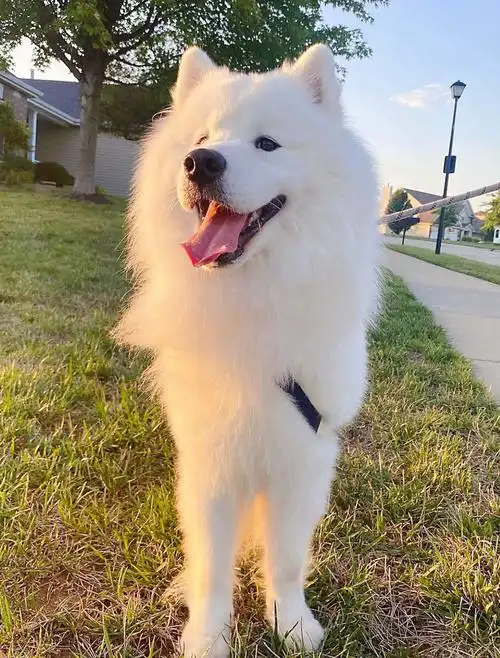 🐩萨摩耶犬🐩吃完零食秒睡的milo,好可爱!