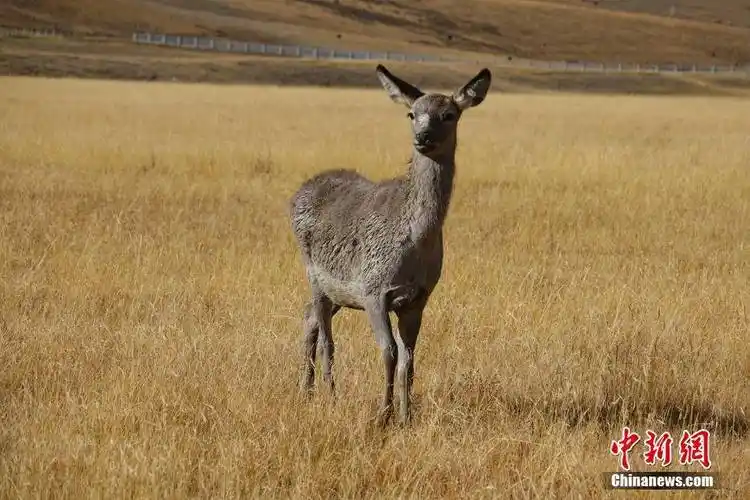 中国国家二级保护动物马鹿藏东大地上的精灵