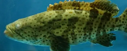 老虎鱼是什么鱼