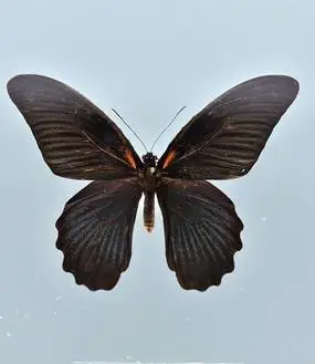 黑凤蝶