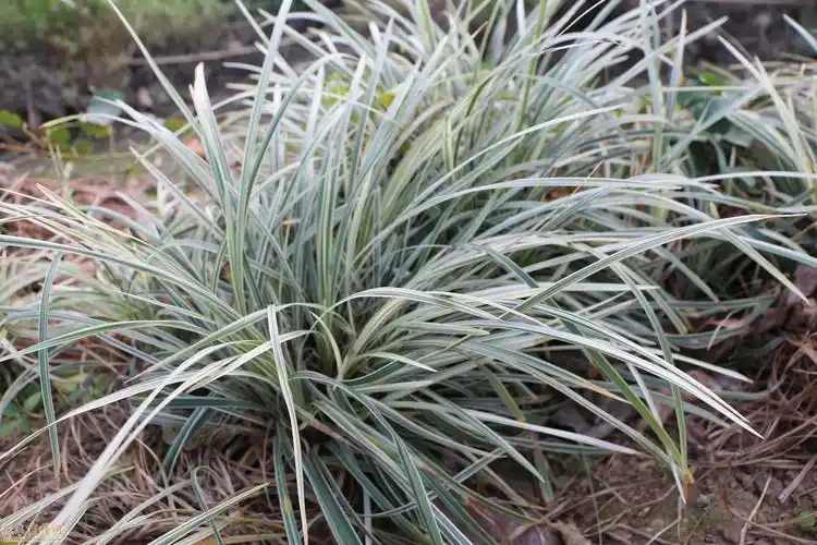 广东中山银边草价格及采购供应价格_花木商情网