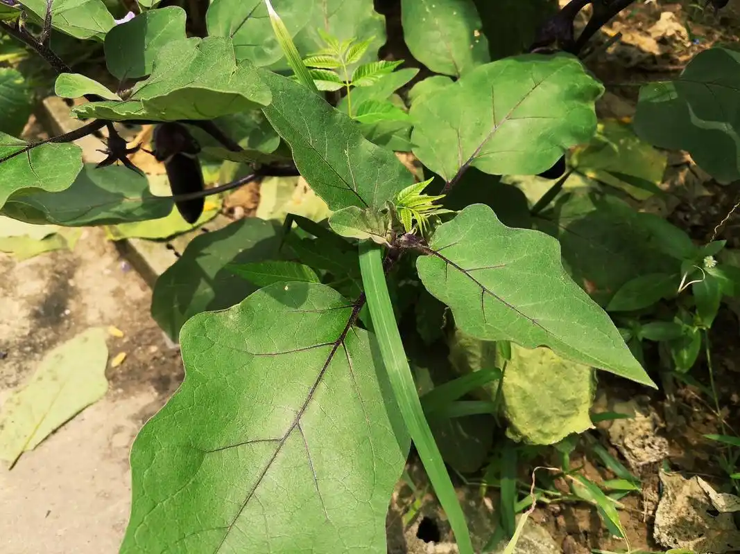 茄子的叶子