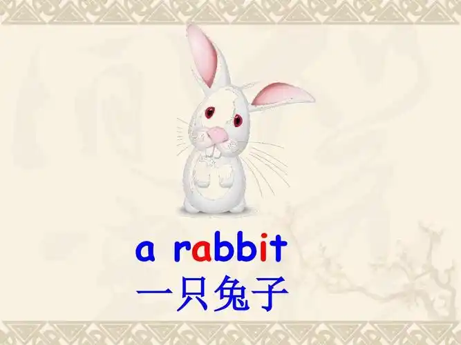 rabbit 一只兔子