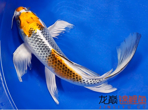 两张龙凤锦鲤大家看看