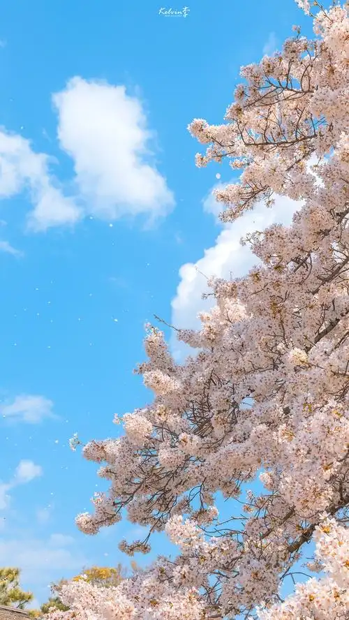 求有春日气息的手机和平板壁纸