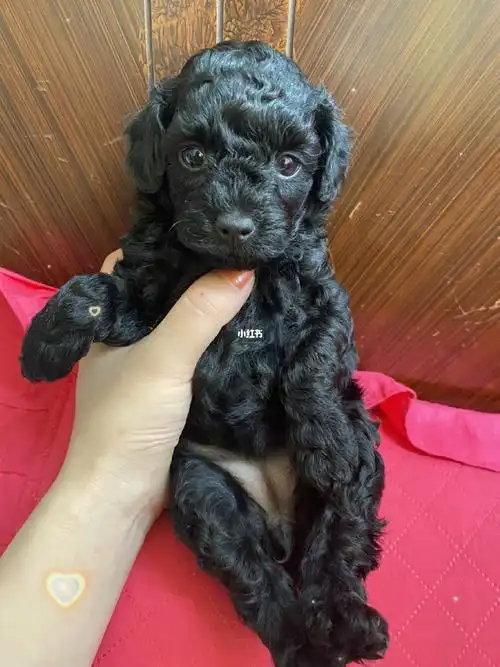 泰迪宝宝一个月