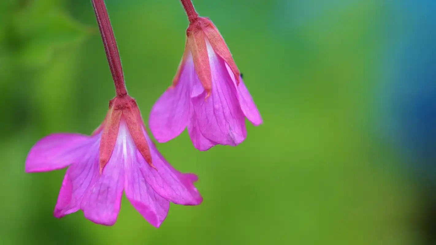 绿色清新护眼的植物摄影图片高清宽屏桌面壁纸