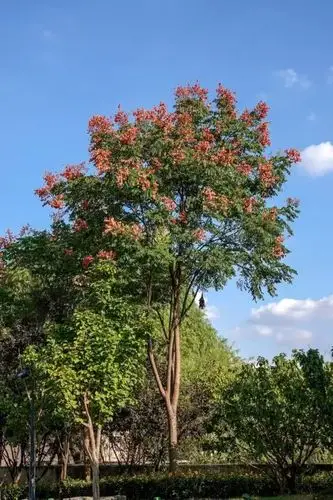 秋天看红叶!浦东的这些路上,栾树正绚烂