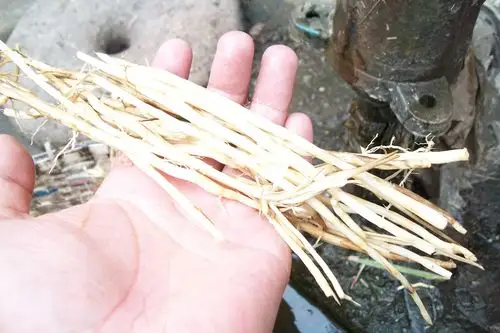 天然新鲜白茅根 野生白茅 茅草根 竹蔗清热止血现挖中药材坚草根