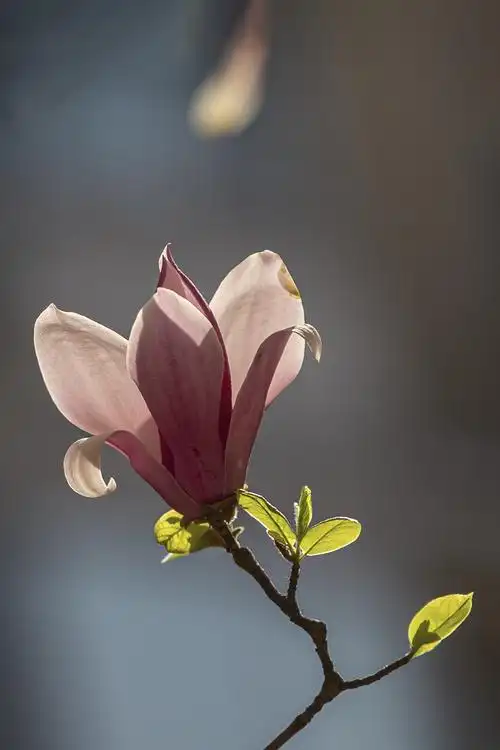 1415_2123竖版 竖屏