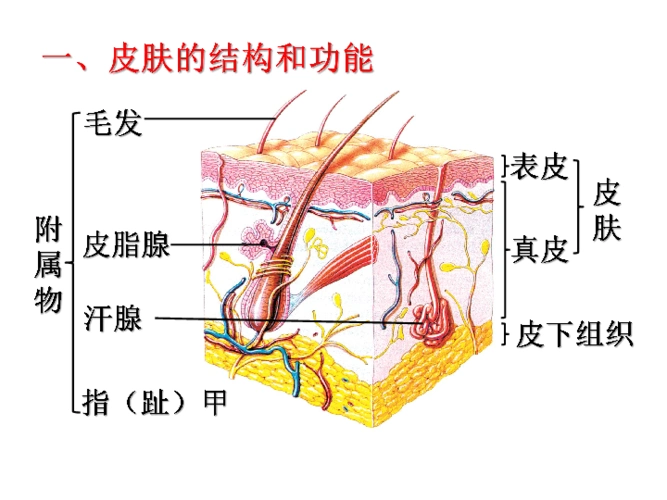 北师大版七下生物 11.3皮肤与汗液分泌 课件(15张ppt)